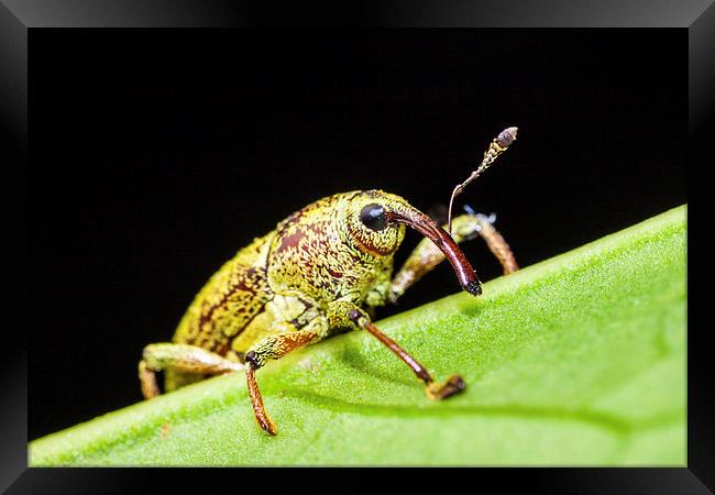 long nosed weevil on a leaf Framed Print by Craig Lapsley