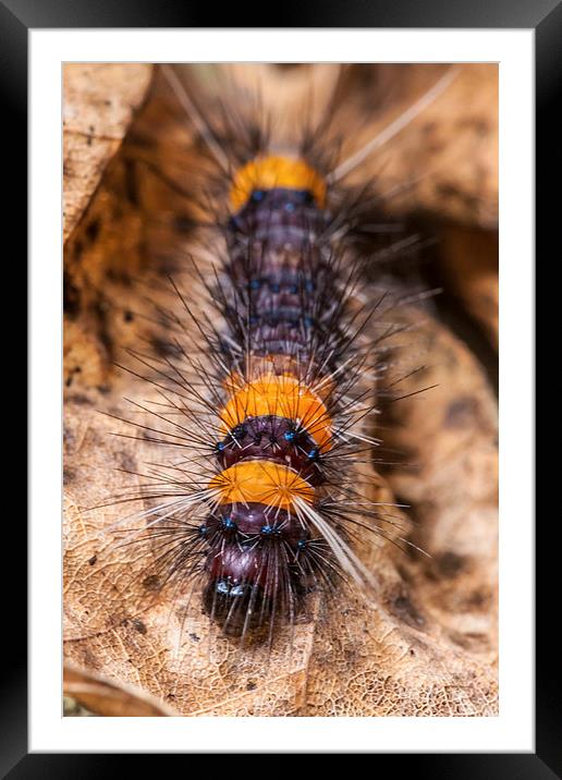 little hairy caterpillar Framed Mounted Print by Craig Lapsley