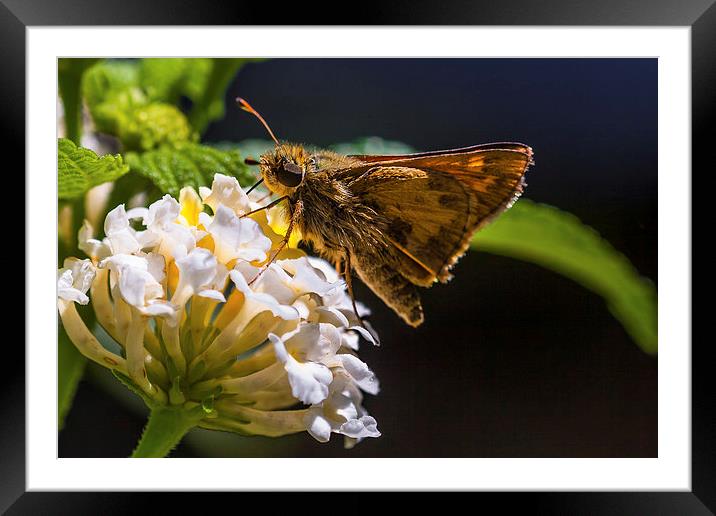 small brown hairy butterfly Framed Mounted Print by Craig Lapsley