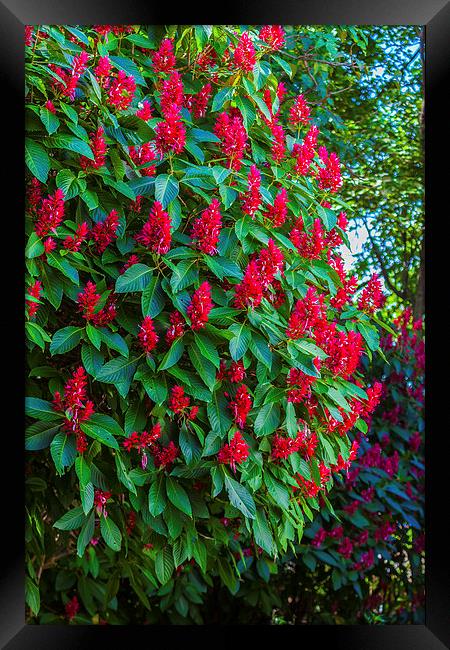 Brazilian Red Cloak bush Framed Print by Craig Lapsley