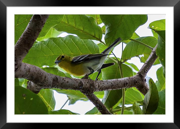 yellow throated vireo Framed Mounted Print by Craig Lapsley