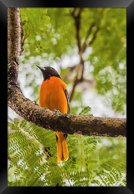 Baltimore Oriole Framed Print by Craig Lapsley