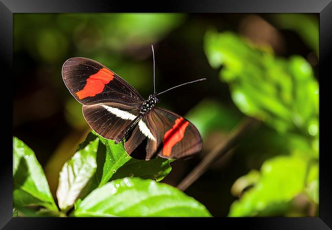 postman butterfly in sunshine Framed Print by Craig Lapsley