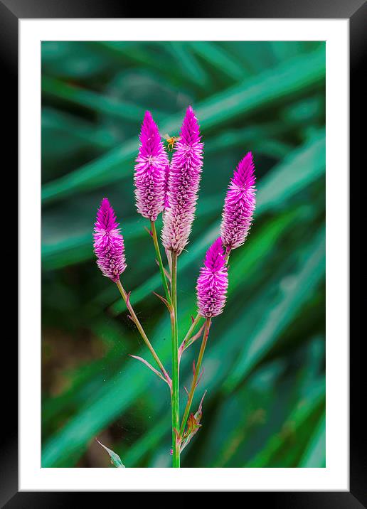 purple veronica flowers Framed Mounted Print by Craig Lapsley
