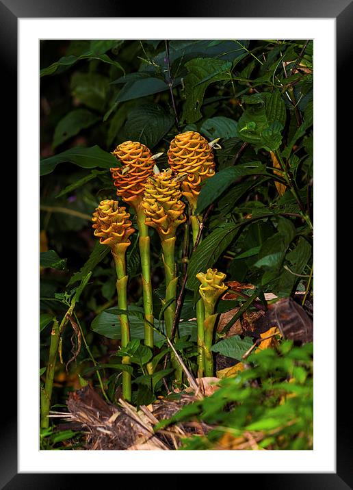 wild shampoo ginger flowers Framed Mounted Print by Craig Lapsley
