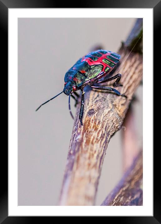 colorful little stink bug Framed Mounted Print by Craig Lapsley