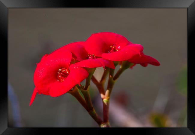 crown of thorns flowers Framed Print by Craig Lapsley