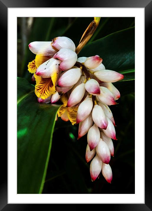 white Ginger flowers Framed Mounted Print by Craig Lapsley