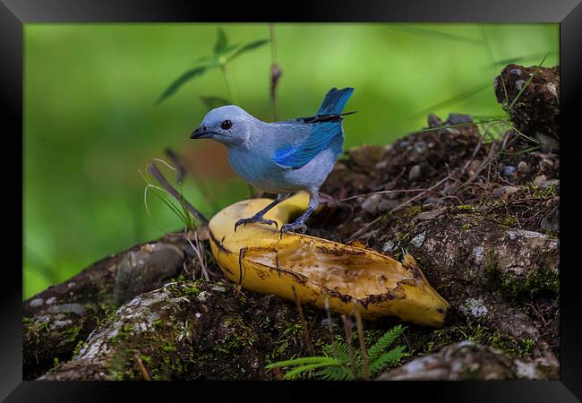blue-gray tanager Framed Print by Craig Lapsley