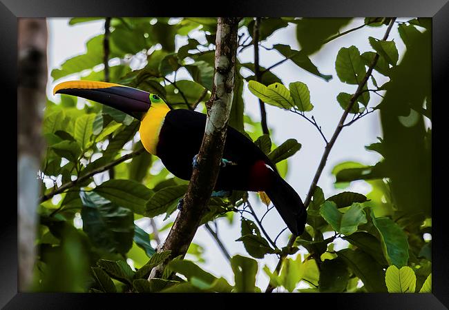 chestnut-mandibled toucan Framed Print by Craig Lapsley