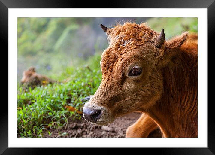 young calf lying down Framed Mounted Print by Craig Lapsley