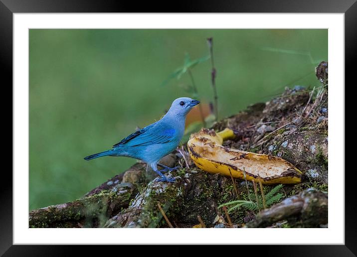 blue gray tanager Framed Mounted Print by Craig Lapsley