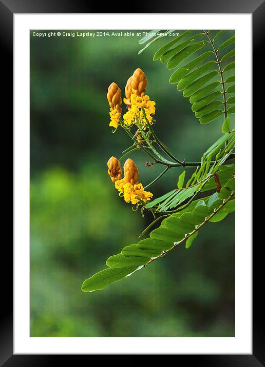 yellow flowering tree Framed Mounted Print by Craig Lapsley