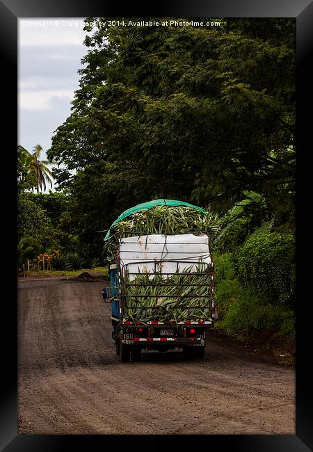 pineapples on their way to market Framed Print by Craig Lapsley