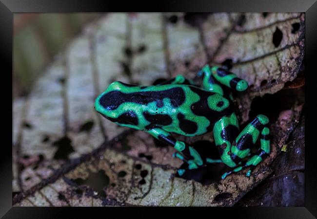 Black and green poison dart frog Framed Print by Craig Lapsley