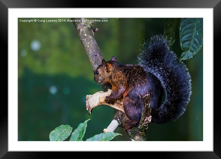 Red squirrel eating Framed Mounted Print by Craig Lapsley
