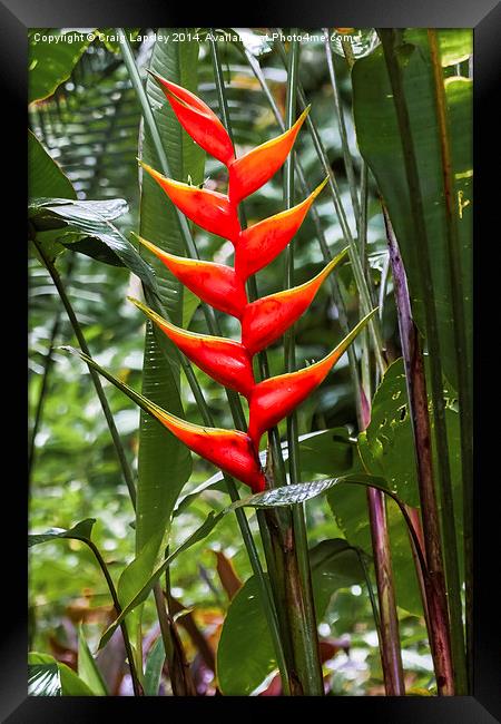 wild heliconia flower Framed Print by Craig Lapsley