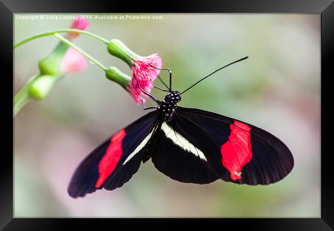 Postman butterfly feeding Framed Print by Craig Lapsley