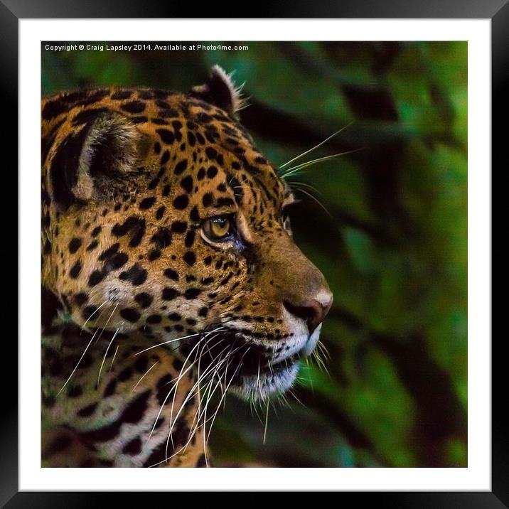 Panther profile Framed Mounted Print by Craig Lapsley