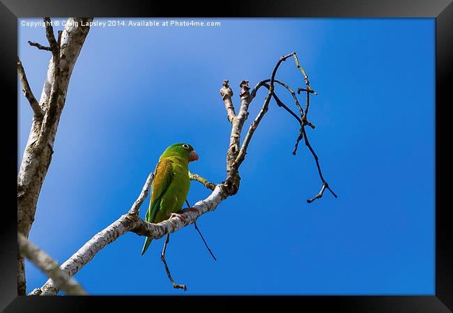 olive throated parakeet Framed Print by Craig Lapsley