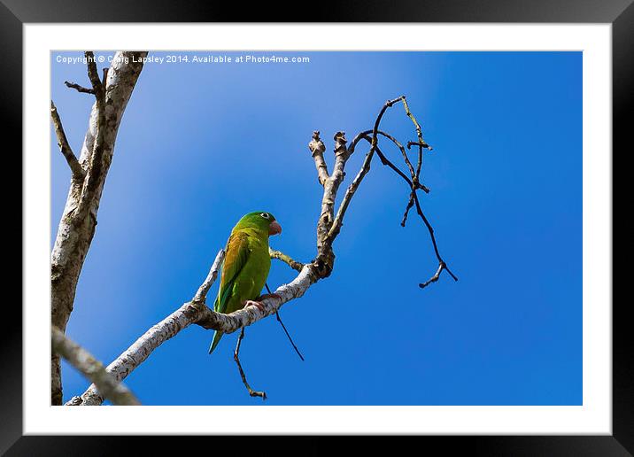 olive throated parakeet Framed Mounted Print by Craig Lapsley
