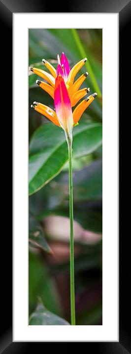 Parrots flower Heliconia Framed Mounted Print by Craig Lapsley