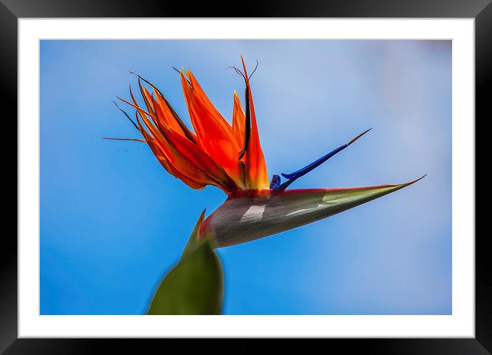 bird of paradise flower Framed Mounted Print by Craig Lapsley