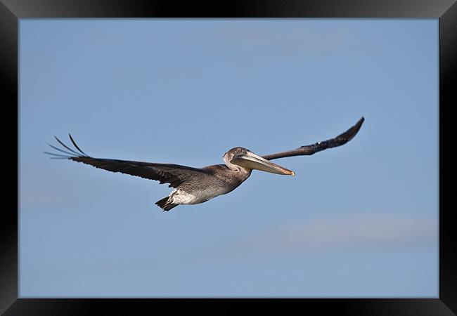 brown pelican flying against a blue sky Framed Print by Craig Lapsley