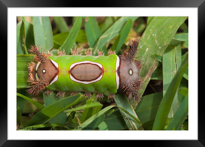 colourfull caterpillar full body Framed Mounted Print by Craig Lapsley
