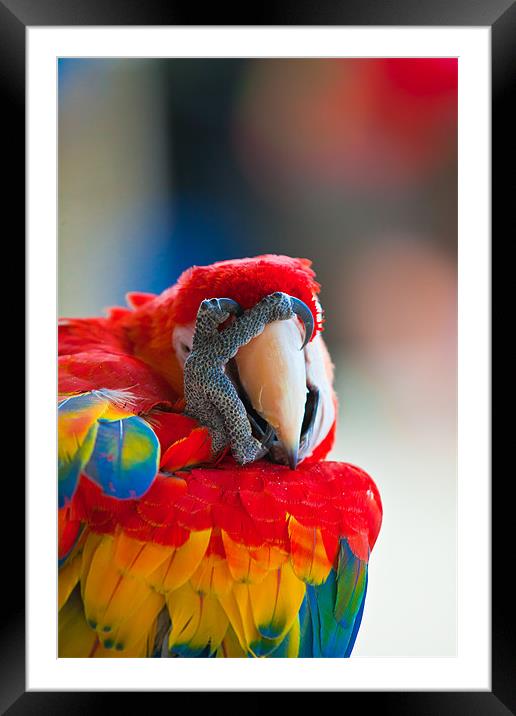 Scarlet Macaw oh no Framed Mounted Print by Craig Lapsley