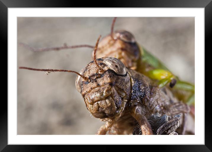 crickets mating Framed Mounted Print by Craig Lapsley