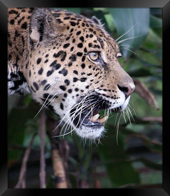 Jaguar snarling Framed Print by Craig Lapsley