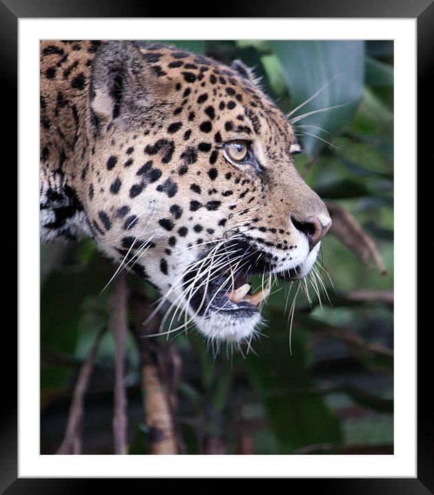 Jaguar snarling Framed Mounted Print by Craig Lapsley