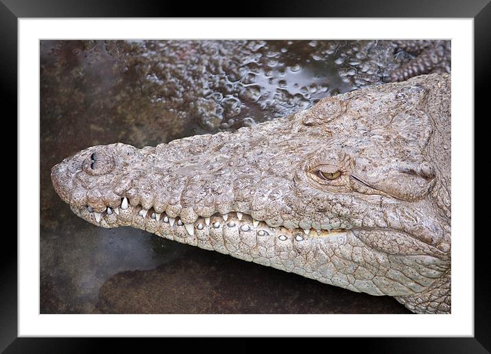 Crocodile head Framed Mounted Print by Craig Lapsley