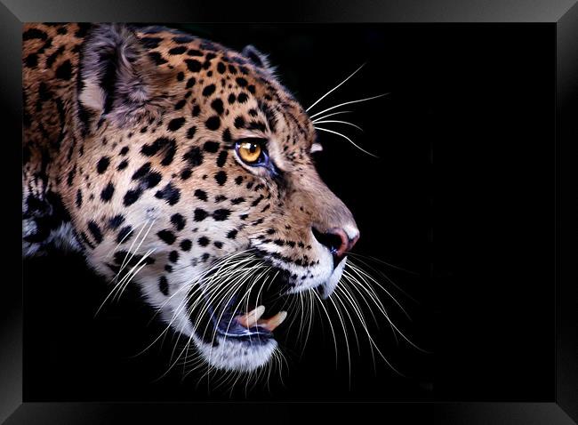 Jaguar snarling Paintover Framed Print by Craig Lapsley