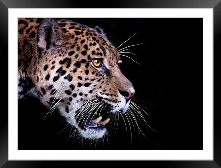 Jaguar snarling Paintover Framed Mounted Print by Craig Lapsley