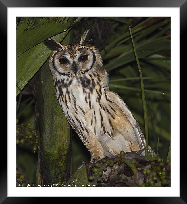 Striped owl sheltering in tree Framed Mounted Print by Craig Lapsley