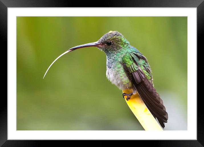 Hummingbird with tongue sticking out Framed Mounted Print by Craig Lapsley