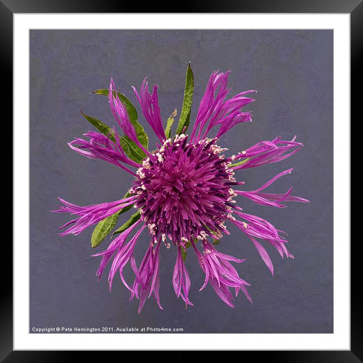 Single Thistle flower Framed Mounted Print by Pete Hemington