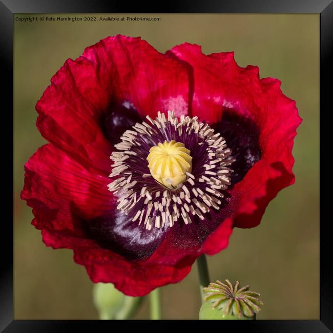 Poppy flower Framed Print by Pete Hemington