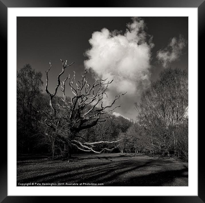 Trees in Hisley wood Framed Mounted Print by Pete Hemington