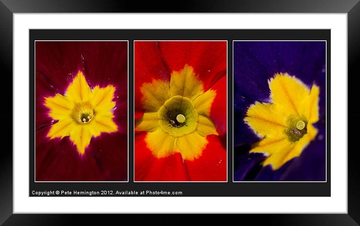 Primula triptych Framed Mounted Print by Pete Hemington