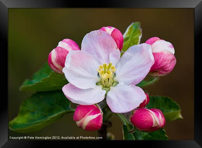 Apple blossom Framed Print by Pete Hemington