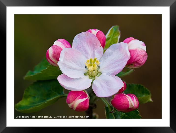 Apple blossom Framed Mounted Print by Pete Hemington