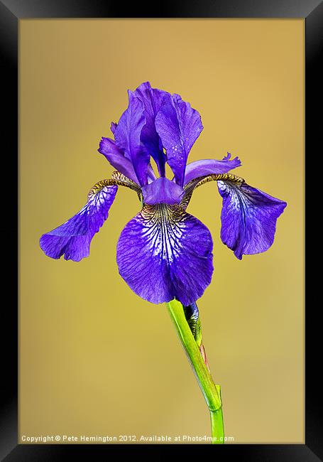 Single Iris flower Framed Print by Pete Hemington