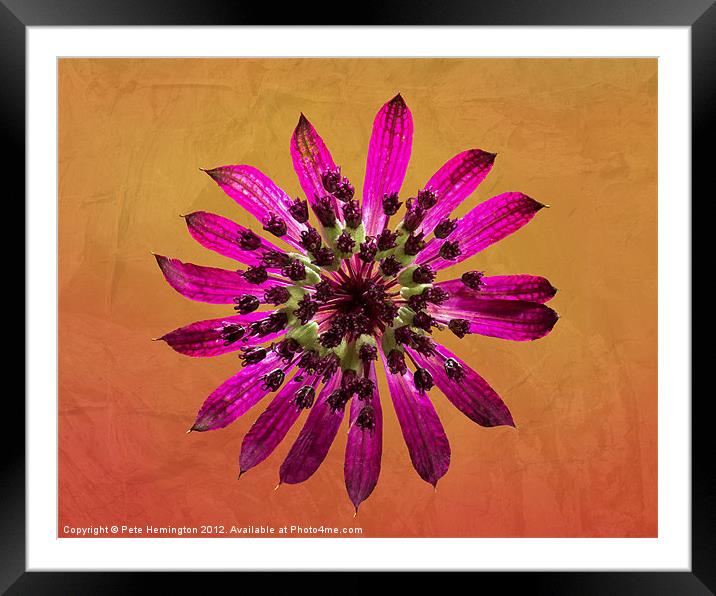 Astrantia Framed Mounted Print by Pete Hemington