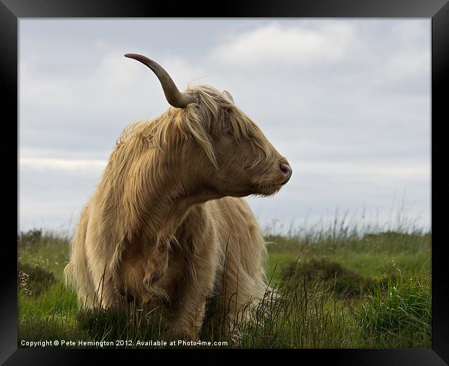 Highland Cow on Exmoor Framed Print by Pete Hemington