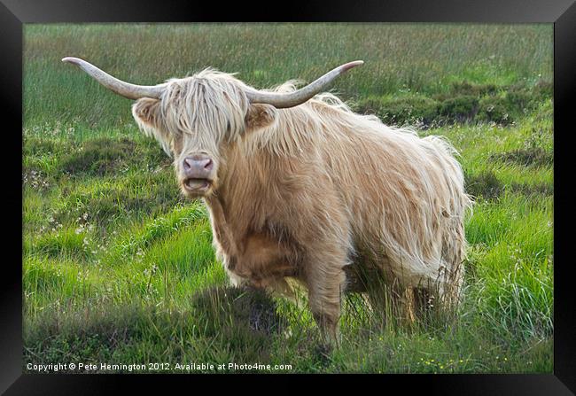 Highland Cow on Exmoor Framed Print by Pete Hemington
