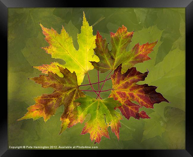 Autumn composition Framed Print by Pete Hemington