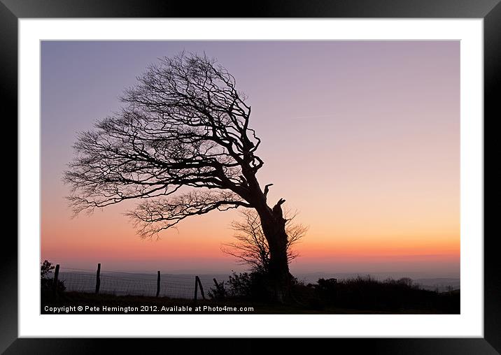 Lone half a tree! Framed Mounted Print by Pete Hemington